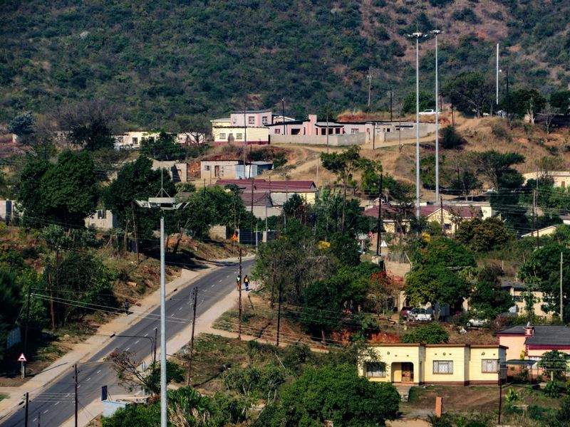 Suministro de pollitas ponedoras